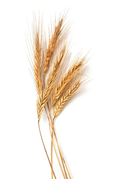 Уши пшеницы Лицензионные Стоковые Фото