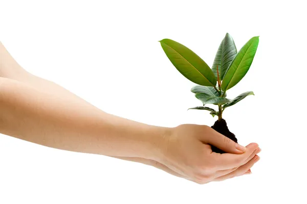 Женская рука держа Зеленое растение Стоковое Изображение