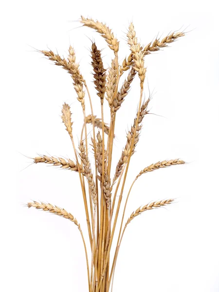 Золотая пшеница Лицензионные Стоковые Изображения