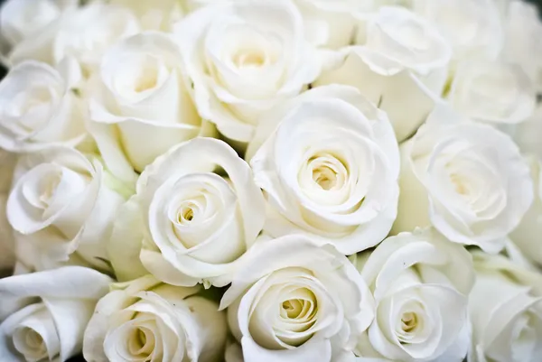 Белая роза фон — стоковое фото