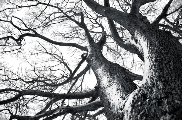 Зимой дерево концептуальные изображения Стоковое Изображение