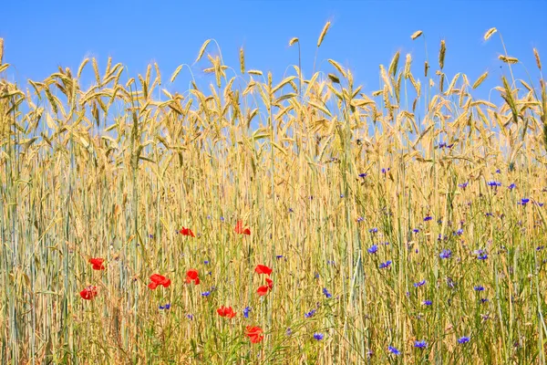 Ржи с полевыми цветами — стоковое фото