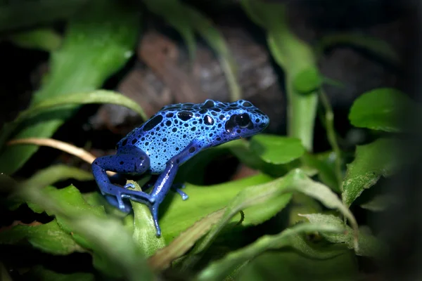 Синяя лягушка стрелки яда — стоковое фото