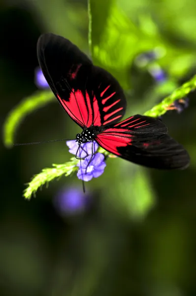 Красный heliconius Дора бабочка — стоковое фото