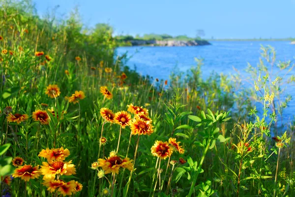 Дикие цветы на берегу моря Лицензионные Стоковые Фото