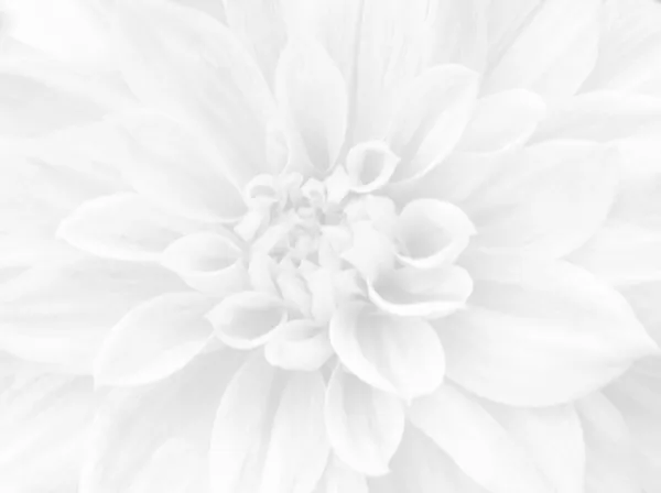 Белый цветочный фон — стоковое фото