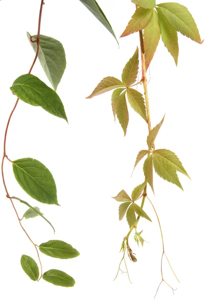 Два вида лианы растений Стоковая Картинка
