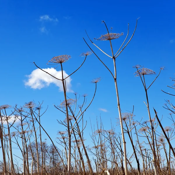 Сухой борщевик на фоне неба — стоковое фото
