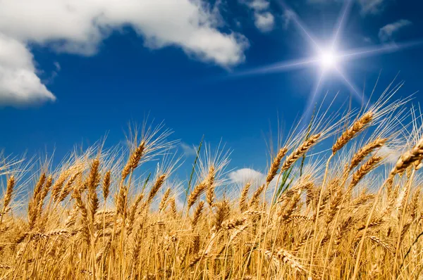Лето поле с полный выросли золотое зерно Стоковое Изображение