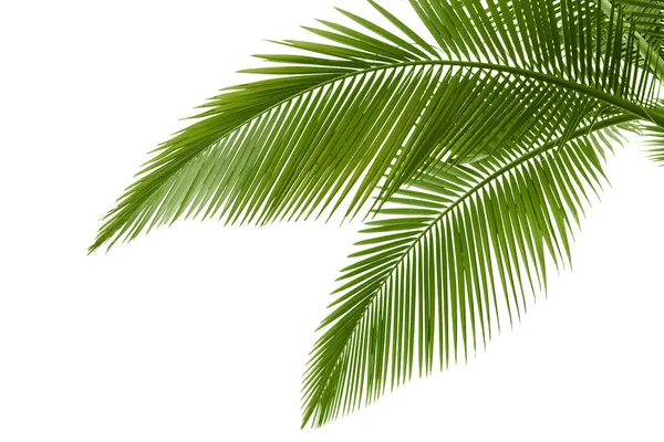 Пальмовые листы Лицензионные Стоковые Фото