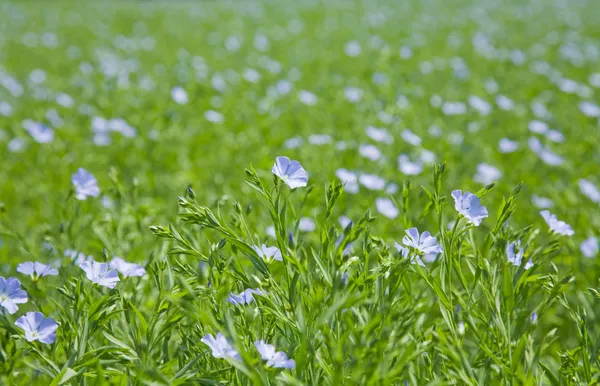 Растений льна (Linum usitatissimum) Стоковое Фото