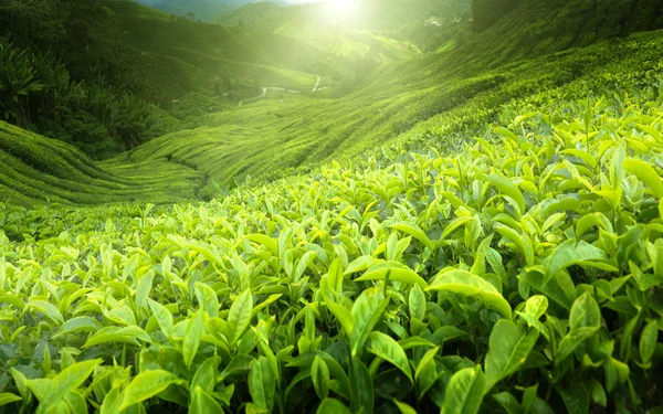 Плантация чая Камерон-Хайлендз, Малайзия Лицензионные Стоковые Фото