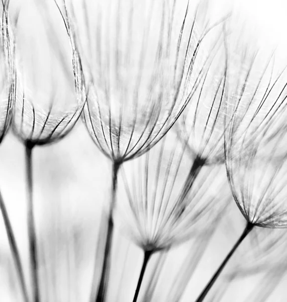 Абстрактный цветочный фон одуванчика Стоковое Фото