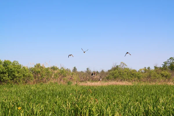 Дикие утки на зеленый марш — стоковое фото