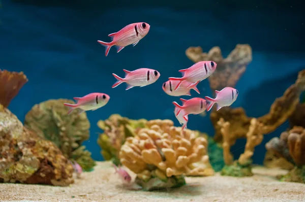 Розовый рыб в аквариуме Стоковое Фото