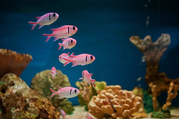 Розовый рыб в аквариуме Стоковое Изображение