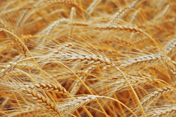 Пшеница Стоковое Фото