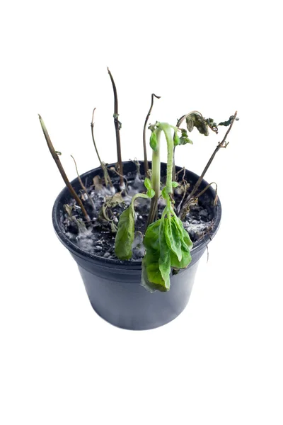 Мертвое растение в горшочке, изолированные на белом Стоковое Фото