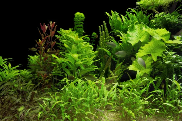 Водные растения Лицензионные Стоковые Фото