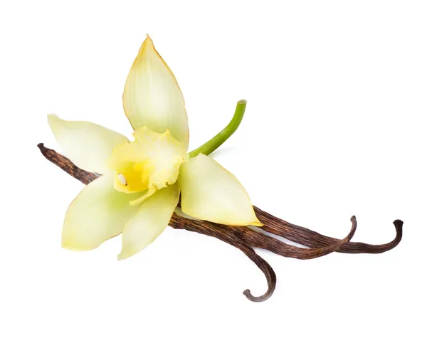 Стручки ванили и цветок — стоковое фото