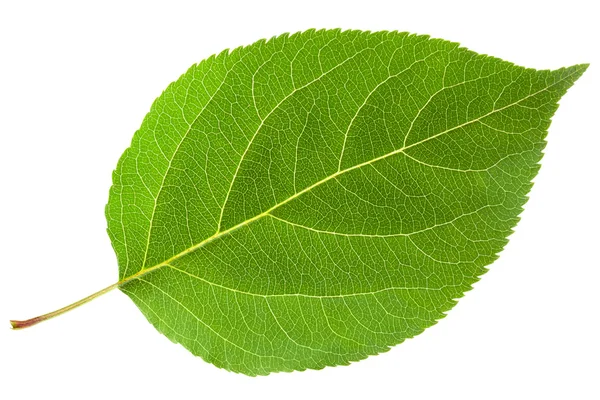Зеленый лист Лицензионные Стоковые Фото
