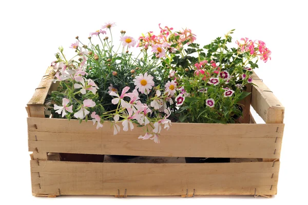 Цветы в ящик — стоковое фото