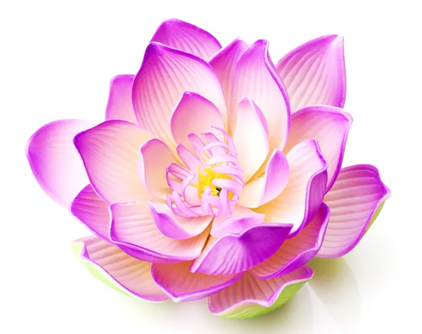 Цветок лотоса Лицензионные Стоковые Изображения