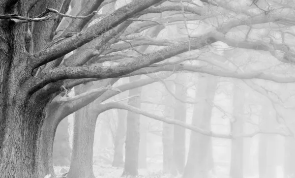 Зима Осень осень туманный пейзаж лес и авеню деревьев Стоковая Картинка