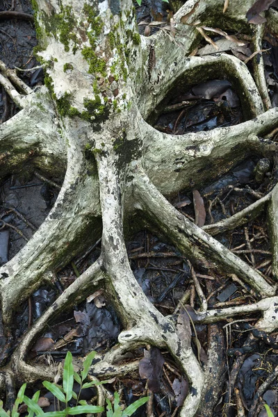 Корни деревьев в воде Лицензионные Стоковые Изображения
