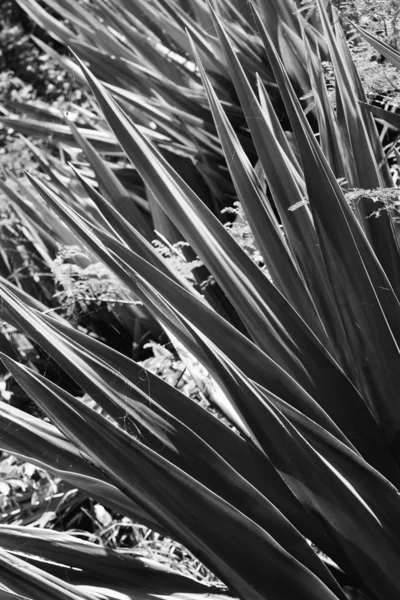 Черно-белые растения Юкка Стоковое Изображение