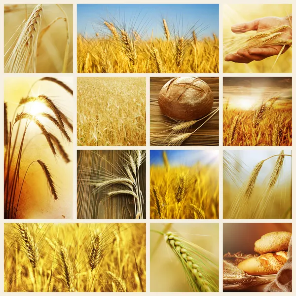 Пшеница. понятия урожая. зерновой коллаж Стоковое Изображение