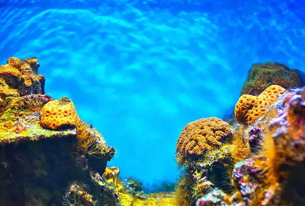 Мелководье под водой без рыб Лицензионные Стоковые Фото