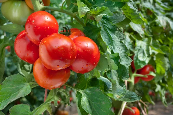 Рост помидоров — стоковое фото