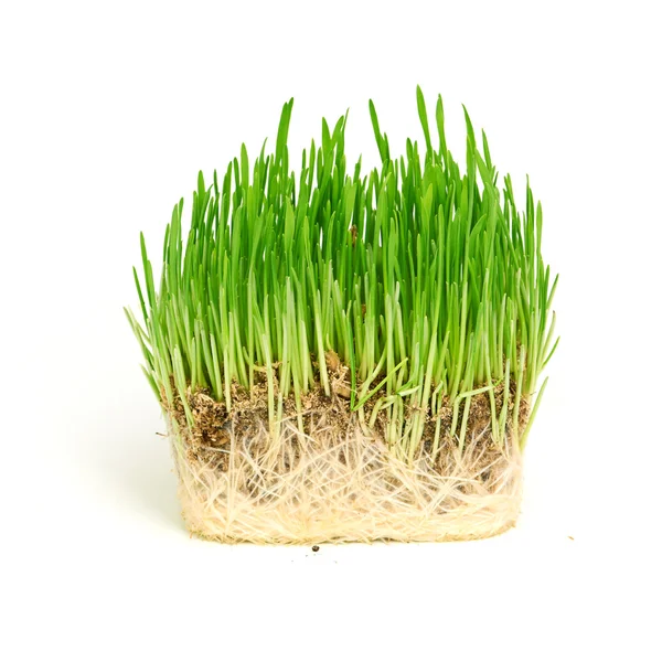 Зеленая трава показаны корни Стоковое Фото