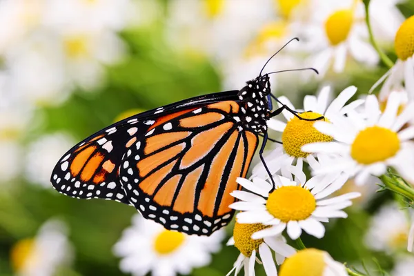 Монарх бабочка на цветке — стоковое фото