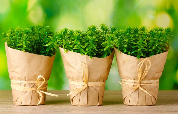 Чабреца травы растения в горшках с декором красивую бумагу на зеленом фоне на деревянный стол Лицензионные Стоковые Изображения