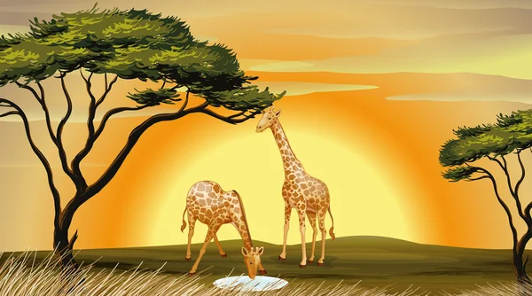 Жираф Стоковая Иллюстрация