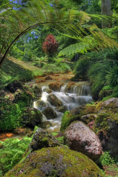 Creek in tropical landscape (Sao Miguel, Azores) Стоковое Фото