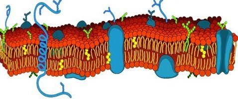 Что такое цитоплазма? Структура, состав и свойства цитоплазмы