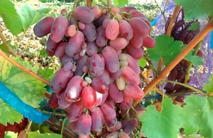 Обрезка винограда весной: советы начинающим