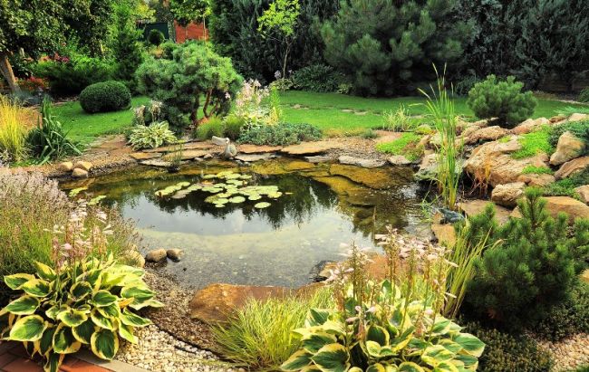 Растения в пруду будут препятствовать нагреванию воды и ее испарению, зарастанию водоемов тиной и водорослями