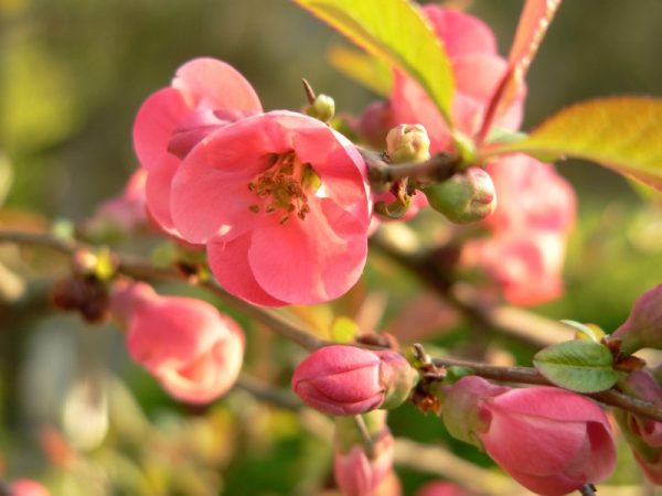 flowering_quince_chaenomeles_speciosa2