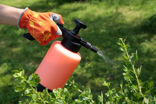 spraying_plants-e1459084224643