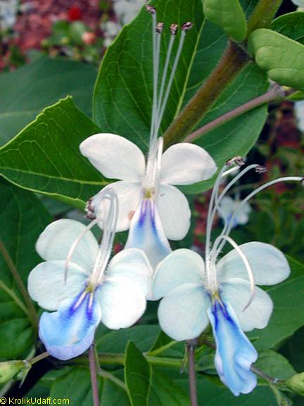 Комнатные растения с голубыми цветами!