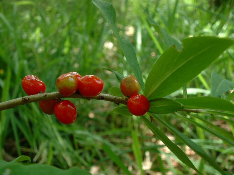 Daphne mezereum Berries2.jpg