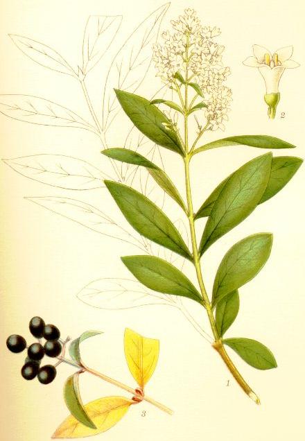 Ligustrum vulgare liguster.jpg