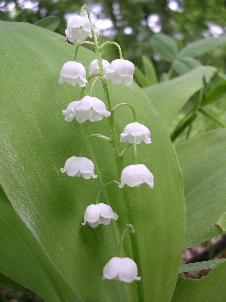 Convallaria-oliv-r2.jpg