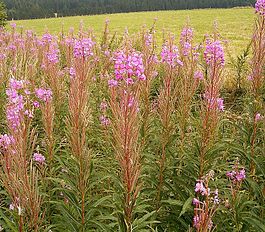 Epilobium angustifolium 03 ies.jpg