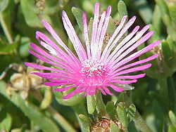 Delosperma cooperi1.jpg