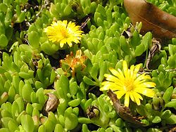 Delosperma nubigenum.jpg